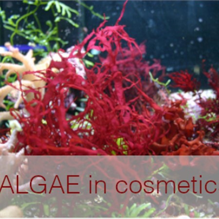 Algae extract in cosmetic products