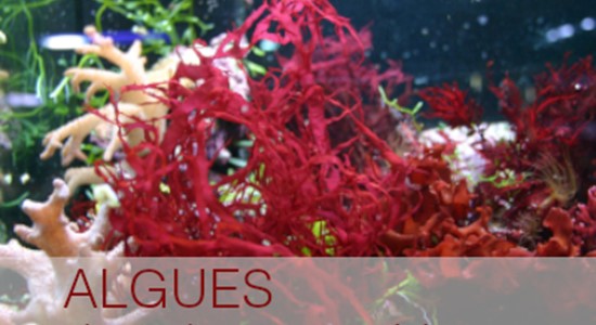 Extrait d'algues dans les produits cosmétiques