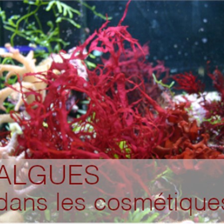 Extrait d'algues dans les produits cosmétiques