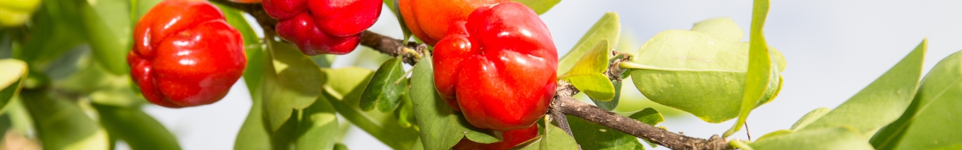 Acerola (Malpighia punicifolia) Frucht Extrakt